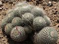 Twin-Spined Cactus